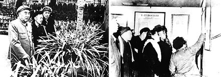 IM电竞平台_美食推荐:蒲公英炒鸡蛋、浓汤豆腐、蜜烧红薯、肉酱拌生菜的做法(图1) IM电竞官网