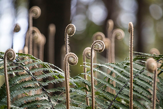 IM电竞|炕洋芋的做法_巫山特色小吃-炕洋芋_炕洋芋怎么做_(图4) IM电竞官网
