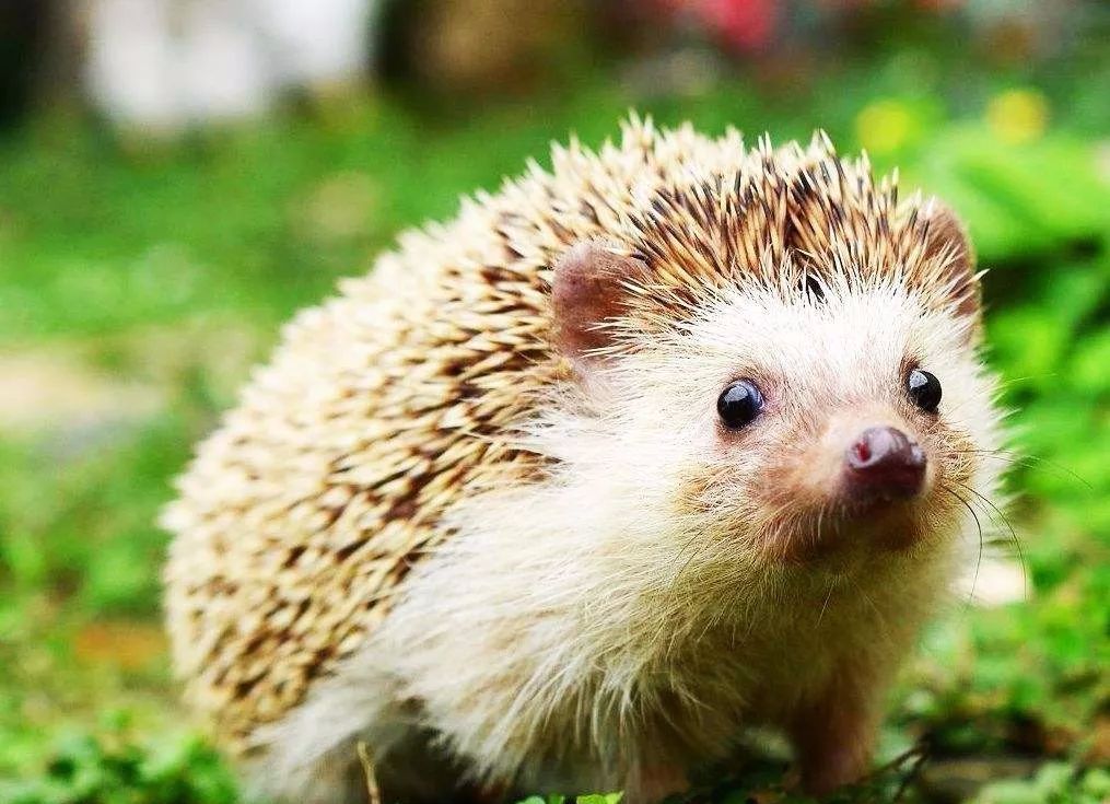 ‘IM电竞官网’Super Junior利特即将退伍回归 想念粉丝到痛哭(图2) IM电竞官网