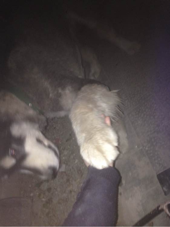 平底锅简版苹果派的做法_平底锅简版苹果派怎么做_蔚蓝尘埃的菜谱【IM电竞平台】(图1) IM电竞平台